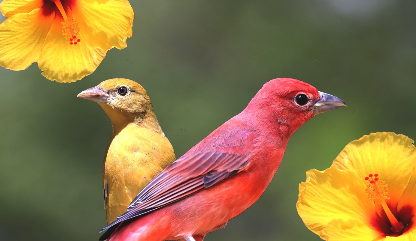 Spring is Coming! Bird Watching Helps People Maintain Mental Hea - RIVER COUNTRY - NEWS CHANNEL NEBRASKA