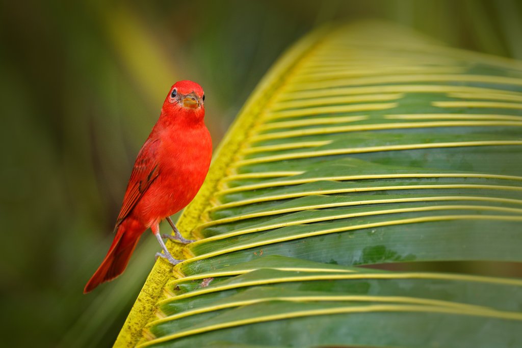 Some Birds Show Different Colors for Different Seasons - Villa San Ignacio | Hotel near San Jose and Alajuela | Costa Rica